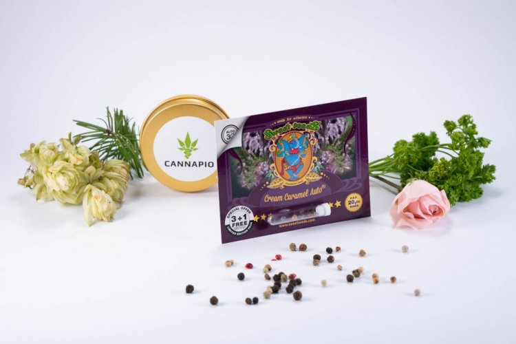 Cream Caramel Auto – samonakvétací semínka 3 ks Sweet Seeds