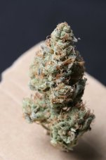 T.H. Seeds Bubblegum feminisierte Samen
