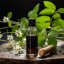 BIO Gotu Kola - 100% přírodní esenciální olej (10ml) - Pěstík