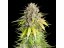 Punch Pie - feminized 10pcs Royal Queen Seeds x Mike Tyson