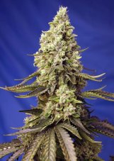 Runtz XL Auto - feminizované semienka 3 ks Sweet Seeds
