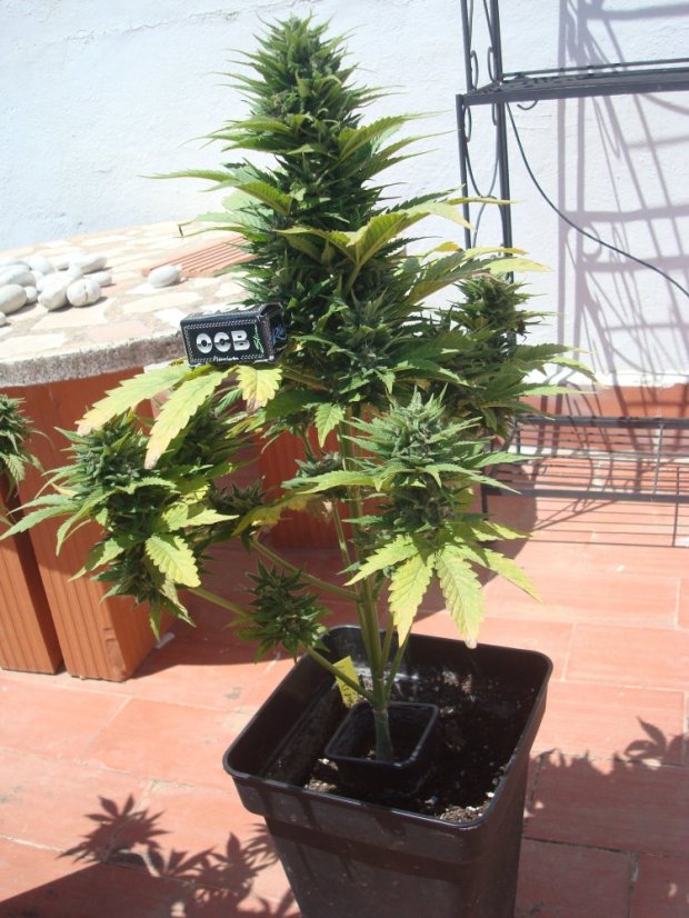 Red Dwarf - feminizovaná a autoflowering semínka 10 ks Buddha Seeds