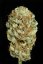 Blue Kush - feminizowane nasiona 5 sztuk Dinafem