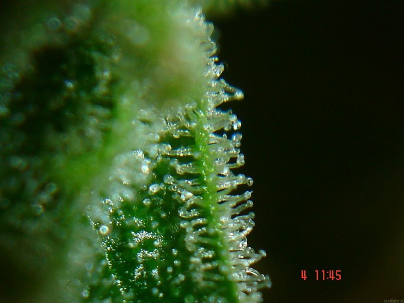 Black Domina - 10 sztuk nasion standardowych Sensi Seeds