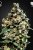 Jack Herer - 3 semi femminizzati Green House Seeds