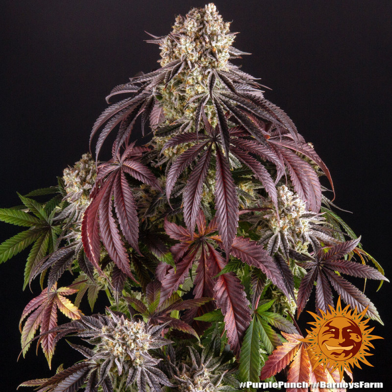 Purple Punch - feminizovaná semena marihuany 5 ks Barney´s Farm