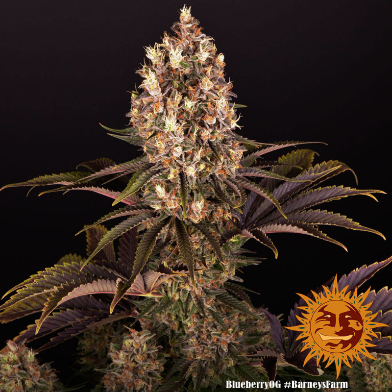 Blueberry OG - feminizované semena marihuany 10 ks Barney´s Farm