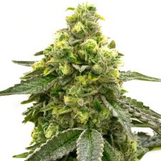 BlimBurn Seeds Taangie by Nikki Swami feminizované semená