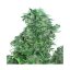 Think Different - autoflowering seeds 7 pcs Dutch Passion