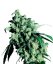 Super Skunk - Nasiona 10 szt. Standardowych Sensi Seeds