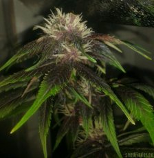 Devil Cream Auto - feminisierte und selbstblühende Samen 5 Stück Sweet Seeds