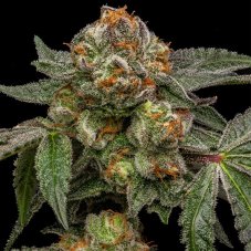 Zake - nasiona feminizowane, 3 szt., Ripper Seeds