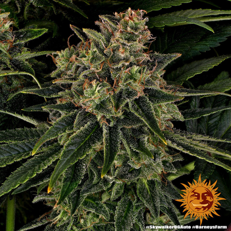 Skywalker OG Auto - autoflowering semena marihuany 3 ks Barney´s Farm