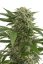 Bubba Kush Auto - fem. a autoflowering semienka 5ks Dinafem