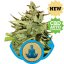 Stress Killer Automatic - feminized and self-regenerating seeds 3 Royal Queen Seeds