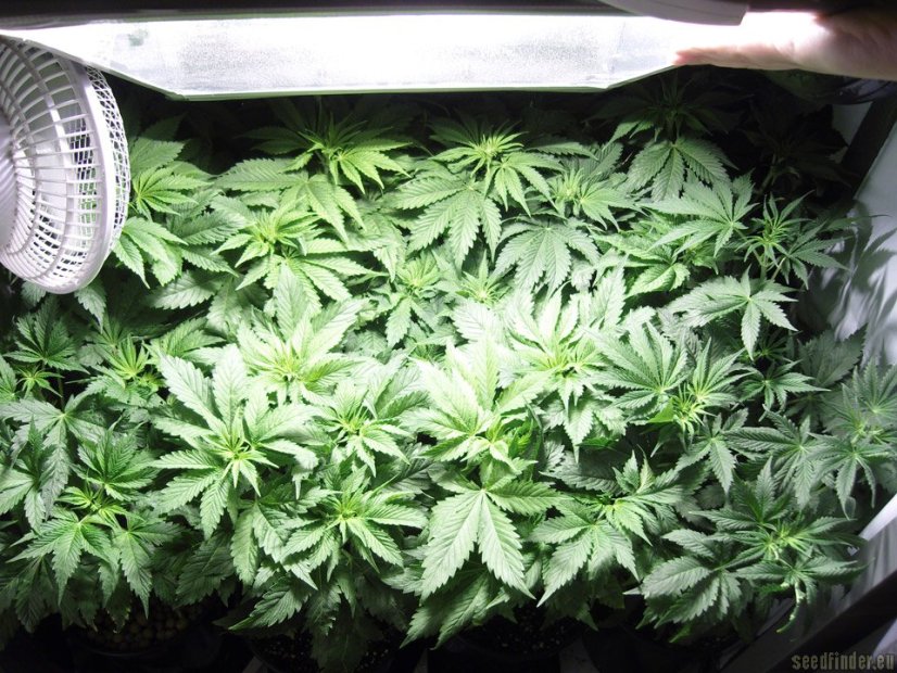 Blue Hash 3 ks feminizované semienka Dinafem