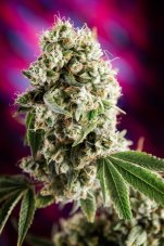 Homegrown Natural Wonders Quantum Kush regulérní semena