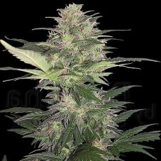 Red Dwarf - Nasiona konopi Autoflower
