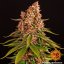 Pink Kush - feminizované semena marihuany 10 ks Barney´s Farm