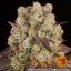 Purple Punch x Lemon Drizzle - feminizovaná semena, 3 ks, Barneys Farm