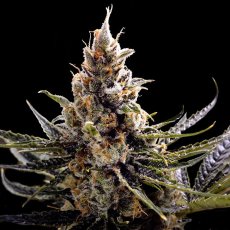24k Gold - 3 ks feminizovaných semínek DNA Genetics
