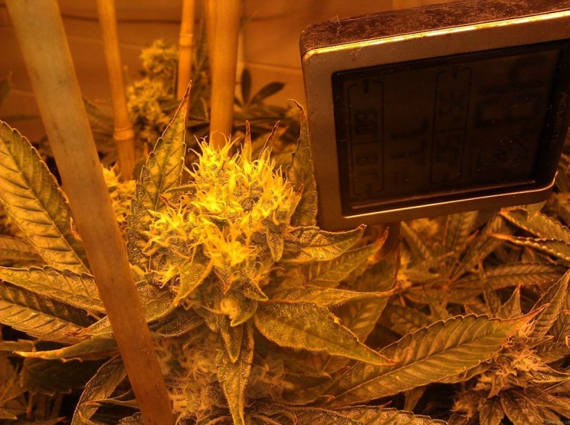 Phatt Fruity – feminizované semienka 5 ks Barney Farms