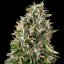 White Siberian - 10 pieces of feminized Dinaf seeds