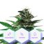 Pure Mountains CBD - feminizované semienka Cannapio Premium 3 ks