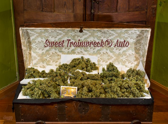 Sweet Trainwreck Auto - feminized And autoflowering seeds 5 pcs Sweet Seeds