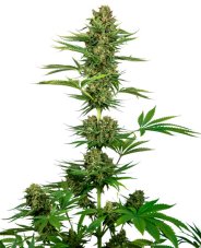 Satin Black Domina CBD - feminized seeds 5 pcs, Sensi Seeds