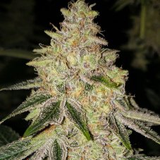 Ethos Genetics Mac N Jack R1 feminizované semená