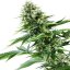 Power Flower - feminizované semienka 10 ks Royal Queen Seeds