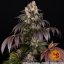Girl Scout Cookies - feminizované semená, 10 ks, Barneys Farm
