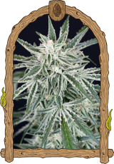Green Gummy Auto - feminizovaná samonakvétací semena, 3 ks, Exotic Seed
