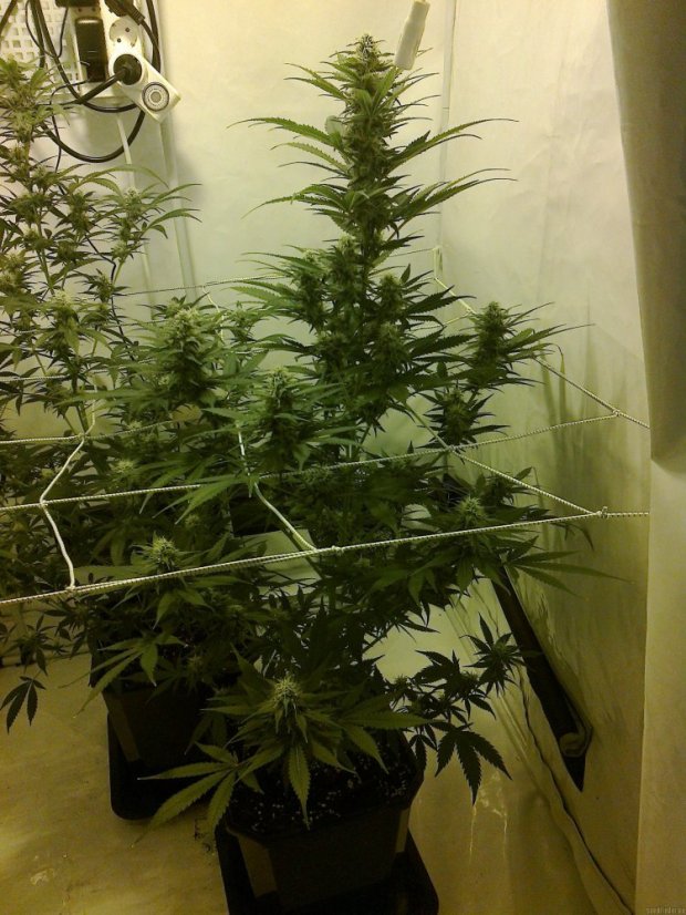 Big Bud - semínka 10 ks standardizované Sensi Seeds