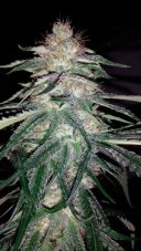 Lost Coast OG - feminisierte Samen 3 Stück Humboldt