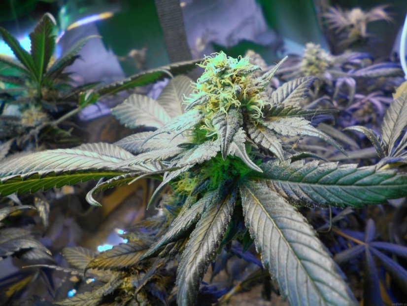 Sour Blueberry - nasiona feminizowane 5 sztuk Humboldt