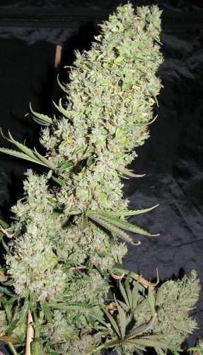 Ultimate - 3 Passes Dutch Passion feminized seeds