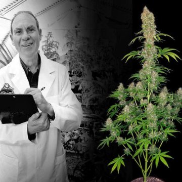 Ed Rosenthal - Cannabis-Guru und Vater der Sorte Super Bud