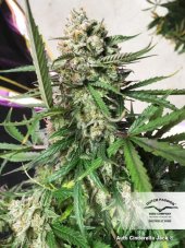 Car Cinderella Jack® - fem. and Autoflowering Seeds 3 Pcs Dutch Passion