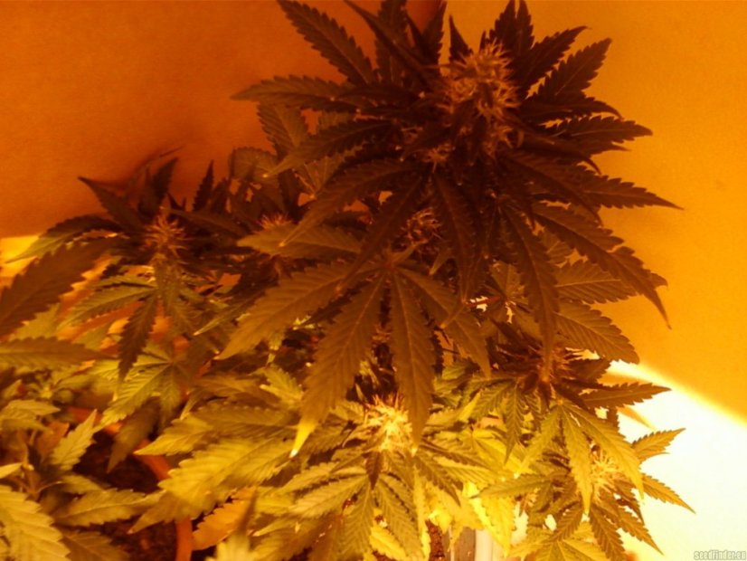 Black Jack Auto – 5 ks autoflowering semínek Sweet Seeds