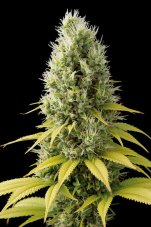 Shark Shock CBD - feminizované semienka 5ks Dinafem