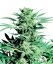 Shiva Skunk - Nasiona 10 sztuk standardowych Sensi Seeds
