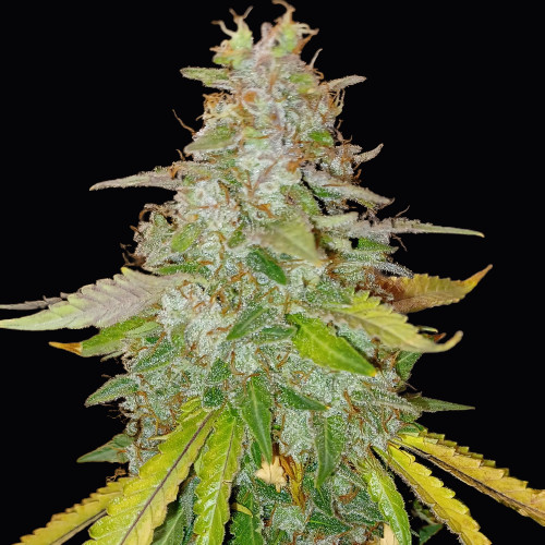 Niagara - autoflowering semena 10 ks, Doctor's Choice