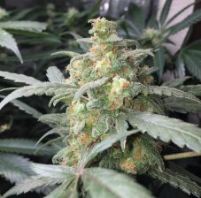 Green Crack Auto - Autoflowering Marihuana Samen 10 Stück Fast Buds