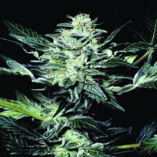 Atomical Haze -  feminisierte Samen 5 Stück Paradise Seeds