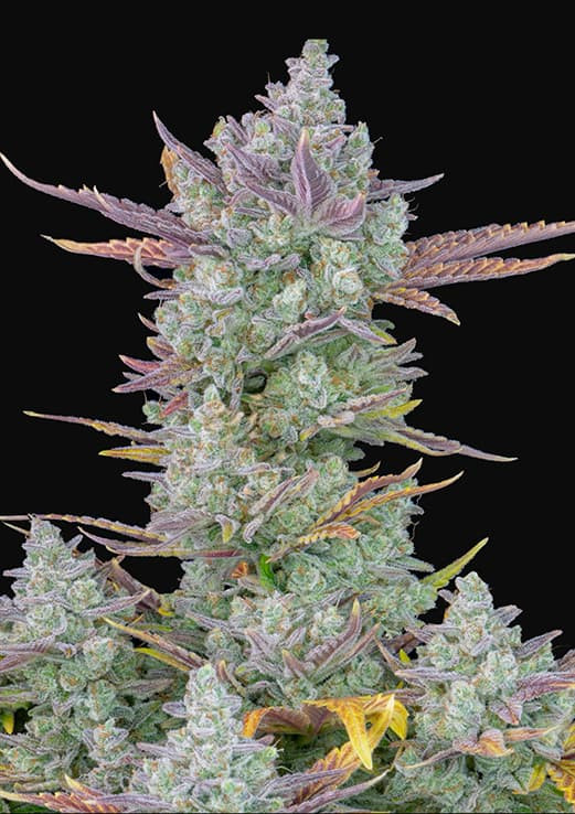 Gorilla Cookies Auto - autoflowering marijuana seeds 10 pcs Fast Buds
