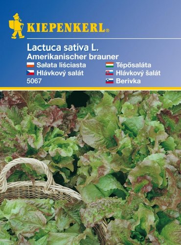 Listový salát Amerik. - semena salátu listového