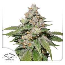 Mokum's Tulip autoflower - feminizované semínka 7 Ks Dutch Passion