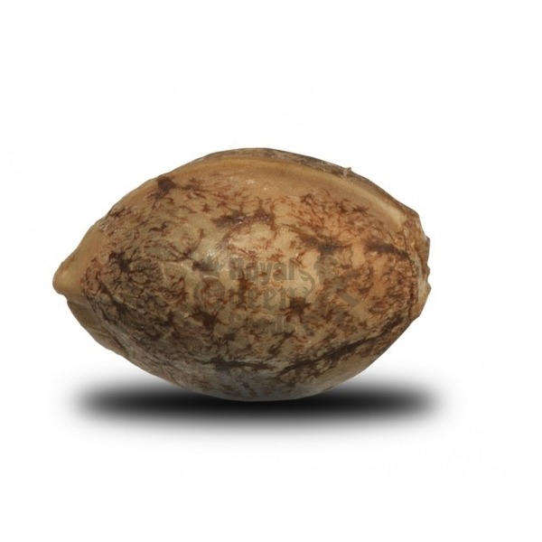 Special Kush n.1- 5 ks feminizované semienka Royal Queen Seeds